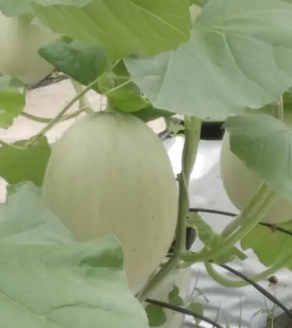 Khám Phá Top Các Loại Hoa Quả Đặc Sản Đà Nẵng Sấy Khô Và Hạt Khô Ngon Nhất Để Mua Quà