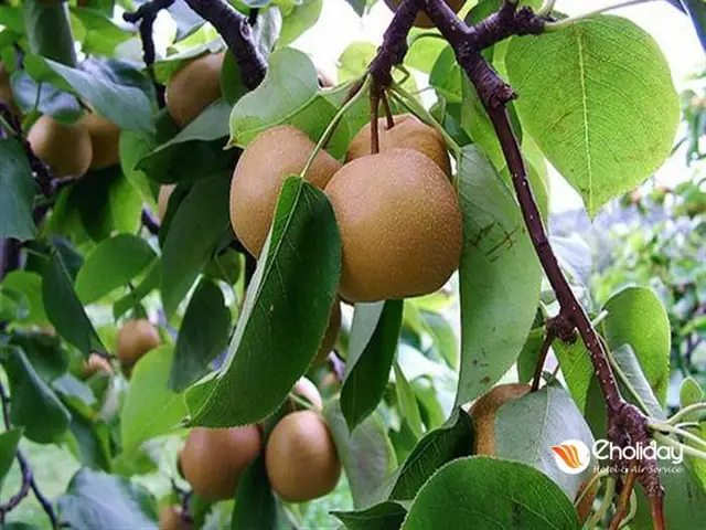Tổng Hợp 10+ Loại Hoa Quả Đặc Sản Sapa Theo Mùa: Mùa Chín, Giá Tham Khảo & Bí Quyết Chọn Mua Chuẩn Vị Núi Rừng Tổng Hợp 10+ Loại Hoa Quả Đặc Sản Sapa Theo Mùa: Mùa Chín, Giá Tham Khảo & Bí Quyết Chọn Mua Chuẩn Vị Núi Rừng