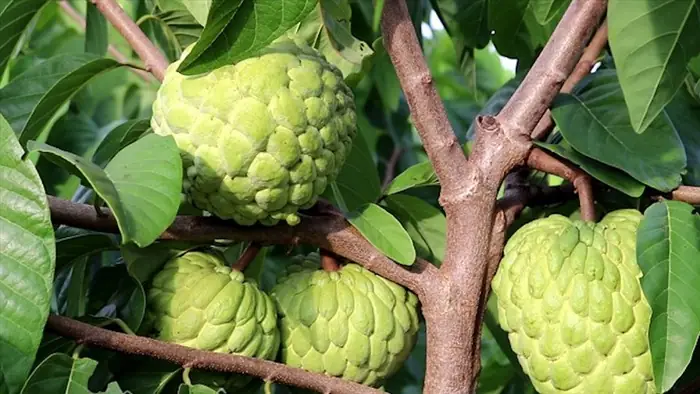 Tổng Hợp 14+ Loại Hoa Quả Đặc Sản Sơn La Nổi Tiếng Theo Mùa & Địa Danh (có Chỉ Dẫn Địa Lý) Tổng Hợp 14+ Loại Hoa Quả Đặc Sản Sơn La Nổi Tiếng Theo Mùa & Địa Danh (có Chỉ Dẫn Địa Lý)