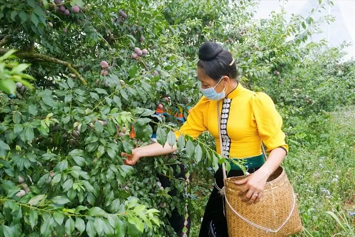 Tổng Hợp 14+ Loại Hoa Quả Đặc Sản Sơn La Nổi Tiếng Theo Mùa & Địa Danh (có Chỉ Dẫn Địa Lý) Tổng Hợp 14+ Loại Hoa Quả Đặc Sản Sơn La Nổi Tiếng Theo Mùa & Địa Danh (có Chỉ Dẫn Địa Lý)