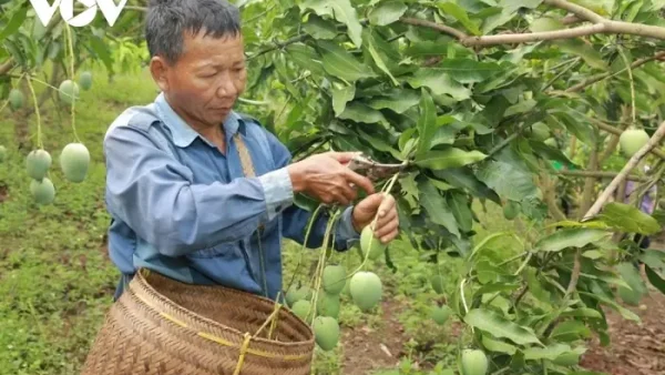 Tổng Hợp 14+ Loại Hoa Quả Đặc Sản Sơn La Nổi Tiếng Theo Mùa & Địa Danh (có Chỉ Dẫn Địa Lý)