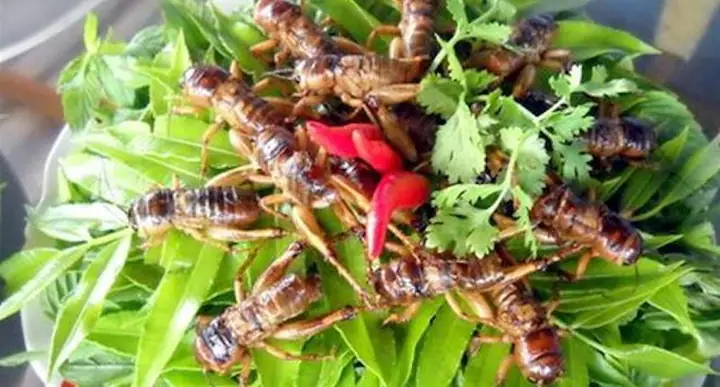 Khám Phá 15 Đặc Sản Kon Tum Nổi Tiếng Nhất Vùng Tây Nguyên – Ăn Là Ghiền, Mua Về Làm Quà Tuyệt Đối Khám Phá 15 Đặc Sản Kon Tum Nổi Tiếng Nhất Vùng Tây Nguyên – Ăn Là Ghiền, Mua Về Làm Quà Tuyệt Đối
