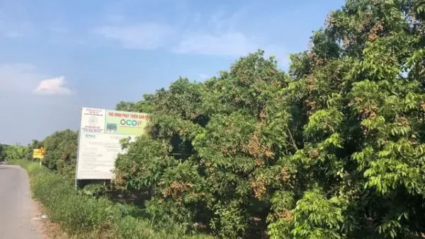 Long Nhãn Đặc Sản Hưng Yên (nhãn Lồng): Đặc Điểm, Giá Tham Khảo & Bí Quyết Chọn Mua Chuẩn Vị