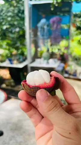 Măng Cụt Là Đặc Sản Của Vùng Nào? – Khám Phá Điểm Sản Xuất Nổi Tiếng Và Thời Vụ Récolte