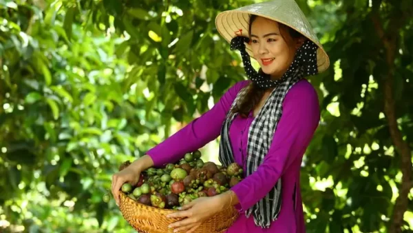 Măng Cụt Là Đặc Sản Của Vùng Nào? – Khám Phá Điểm Sản Xuất Nổi Tiếng Và Thời Vụ Récolte