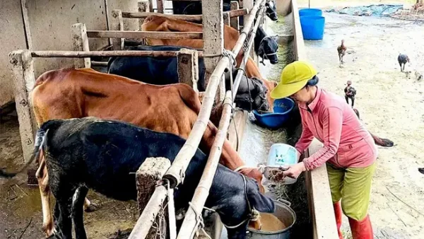 Mô Hình Nuôi Con Đặc Sản Là Gì? Các Mô Hình Nổi Bật Và Cách Chọn Cho Nông Hộ