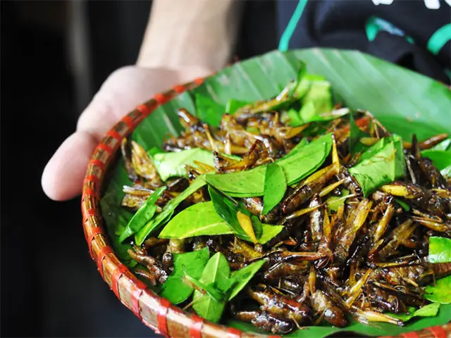 Khám Phá Hương Vị Đặc Trưng: Danh Sách Món Ăn Từ Côn Trùng Đặc Sản Miền Tổng Khám Phá Hương Vị Đặc Trưng: Danh Sách Món Ăn Từ Côn Trùng Đặc Sản Miền Tổng