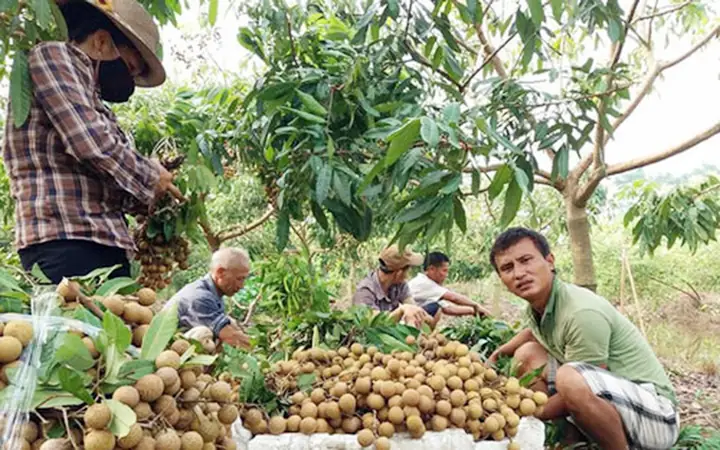 Nhãn Là Đặc Sản Của Tỉnh Nào? Đáp Án Là Nhãn Lồng Hưng Yên Nhãn Là Đặc Sản Của Tỉnh Nào? Đáp Án Là Nhãn Lồng Hưng Yên