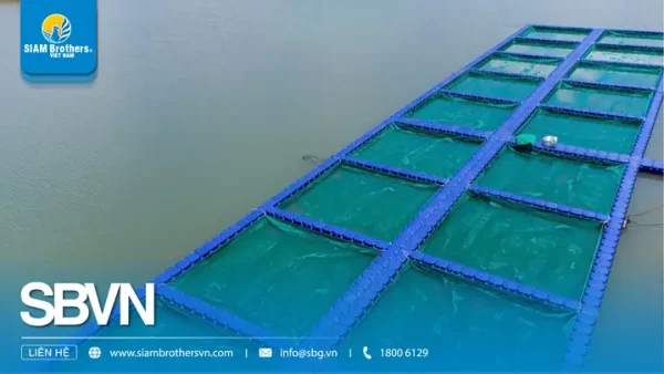 Hướng Dẫn Nuôi Cá Đặc Sản Nước Ngọt Hiệu Quả: Quy Trình Chuẩn, Mô Hình & Loài Cá Cao Giá Cho Người Mới Bắt Đầu