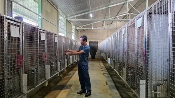Nuôi Con Đặc Sản: Tại Sao Và Làm Thế Nào Để Chăn Nuôi Mang Lại Thu Nhập Cao?