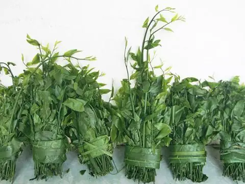 Tổng Hợp 10+ Loại Rau Đặc Sản Lạng Sơn "chỉ Có Ở Đấy": Tên Gọi, Mùa Vụ, Cách Chế Biến Và Mẹo Chọn Mua Tổng Hợp 10+ Loại Rau Đặc Sản Lạng Sơn "chỉ Có Ở Đấy": Tên Gọi, Mùa Vụ, Cách Chế Biến Và Mẹo Chọn Mua