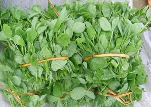 Tổng Hợp Các Loại Rau Đặc Sản Lào Cai Nổi Tiếng: Đặc Điểm, Công Dụng & Bí Quyết Chọn Mua Chuẩn Vị Vùng Cao Tổng Hợp Các Loại Rau Đặc Sản Lào Cai Nổi Tiếng: Đặc Điểm, Công Dụng & Bí Quyết Chọn Mua Chuẩn Vị Vùng Cao