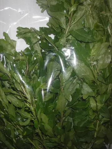 Tổng Hợp Các Loại Rau Đặc Sản Lào Cai Nổi Tiếng: Đặc Điểm, Công Dụng & Bí Quyết Chọn Mua Chuẩn Vị Vùng Cao Tổng Hợp Các Loại Rau Đặc Sản Lào Cai Nổi Tiếng: Đặc Điểm, Công Dụng & Bí Quyết Chọn Mua Chuẩn Vị Vùng Cao
