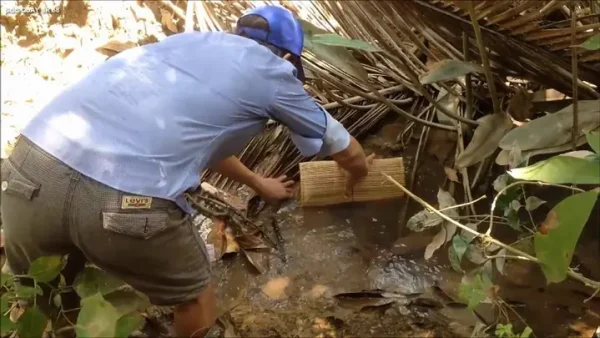 Khám Phá Rùa Rang Muối Cà Mau: Nguồn Gốc, Hương Vị Đậm Đà & Cách Thưởng Thức Chuẩn Vị Miền Tây