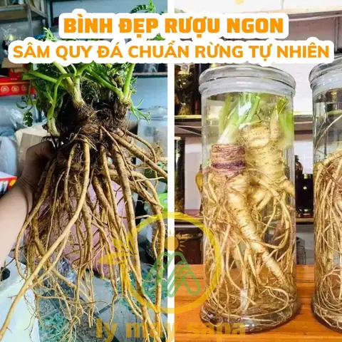Top 10+ Rượu Đặc Sản Tây Bắc Nổi Tiếng: Phân Loại, Hương Vị, Công Dụng & Bí Quyết Chọn Mua Chuẩn Vị