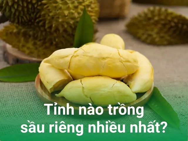 Sầu Riêng Là Đặc Sản Của Tỉnh Nào Ở Việt Nam? – Khám Phá Vùng Trồng Và Giống Ngon Hàng Đầu