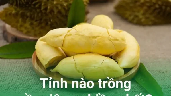 Sầu Riêng Là Đặc Sản Của Vùng Nào? Tổng Hợp 5 Vùng Trồng Trọng Điểm & Các Tỉnh Nổi Tiếng Nhất Việt Nam