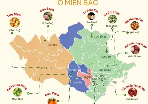 Tổng Hợp Trái Cây Đặc Sản 63 Tỉnh Thành Việt Nam: Danh Sách Chi Tiết Theo Vùng Miền, Mùa Vụ & Cách Chọn Mua Ngon