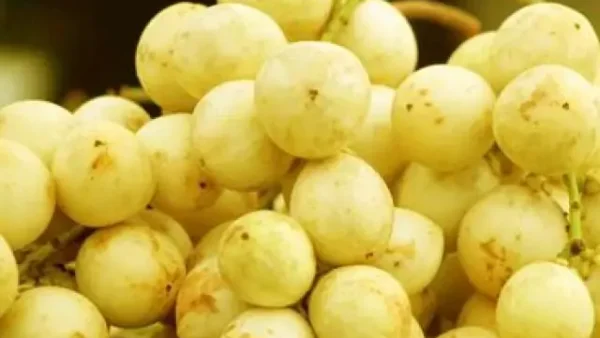 Tổng Hợp Trái Cây Đặc Sản Huế: Những Miếng Trái Truyền Thống Xứ Nghệ Không Thể Bỏ Qua