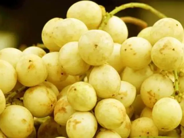 Tổng Hợp Trái Cây Đặc Sản Huế: Những Miếng Trái Truyền Thống Xứ Nghệ Không Thể Bỏ Qua