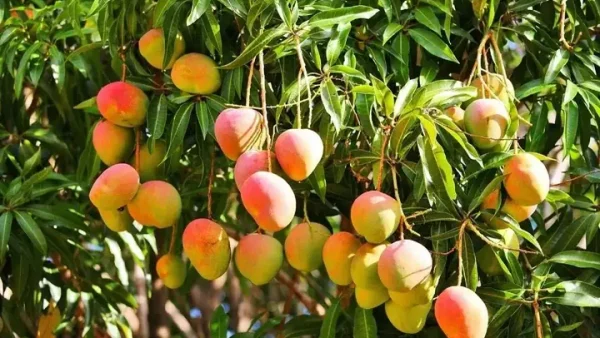 Khám Phá Top 10 Trái Cây Đặc Sản Kon Tum Ngon Nhất, Đặc Điểm Và Nơi Mua