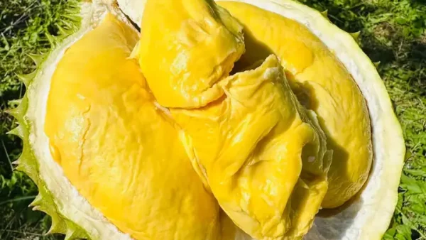 Khám Phá Danh Sách Trái Cây Đặc Sản Nha Trang Nổi Tiếng Và Cách Lựa Chọn Mua Quà