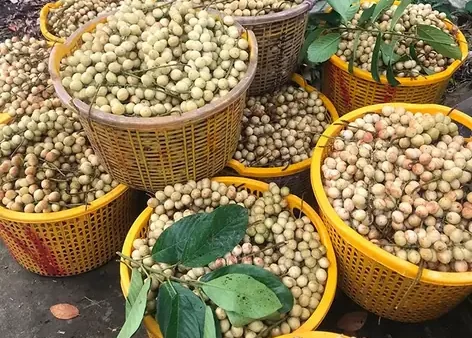 Top 10+ Trái Cây Đặc Sản Cần Thơ Nổi Tiếng: Danh Sách, Mùa Chín & Địa Chỉ Vườn Sai Quả Uy Tín