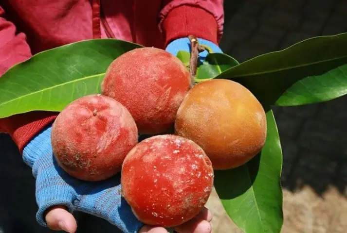Trái Hồng Nhung Sóc Tráng: Đặc Sản Miền Tây Có Lớp Lông Mềm Hồng Ngọt Thanh