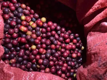 Trái Hồng Nhung Sóc Tráng: Đặc Sản Miền Tây Có Lớp Lông Mềm Hồng Ngọt Thanh