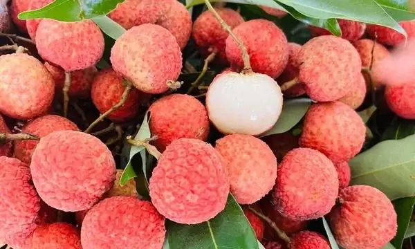 Vải Thiều Lục Ngạn Là Đặc Sản Của Tỉnh Nào? Toàn Bộ Kiến Thức Về "thủ Phủ Vải Thiều" Bắc Giang