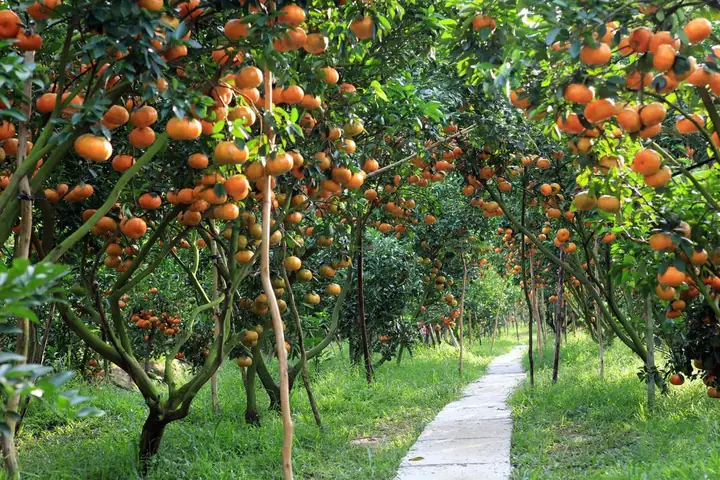 Top 15+ Vườn Trái Cây Đặc Sản Miền Tây & Gần Sài Gòn Nổi Tiếng 2024: Mùa Chín, Giá Vé & Kinh Nghiệm Chọn Vườn Chuẩn Top 15+ Vườn Trái Cây Đặc Sản Miền Tây & Gần Sài Gòn Nổi Tiếng 2024: Mùa Chín, Giá Vé & Kinh Nghiệm Chọn Vườn Chuẩn
